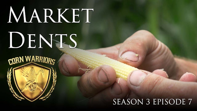 Corn Warriors | 307 | Market Dents