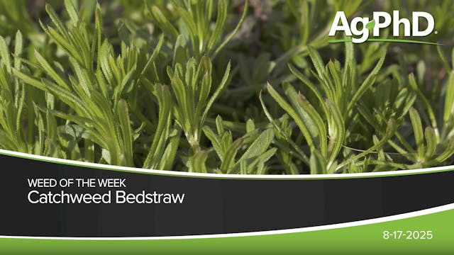 Catchweed Bedstraw | Ag PhD