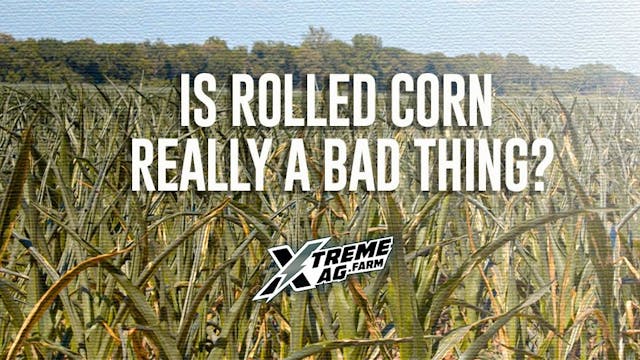 How Bad is Rolling Corn?