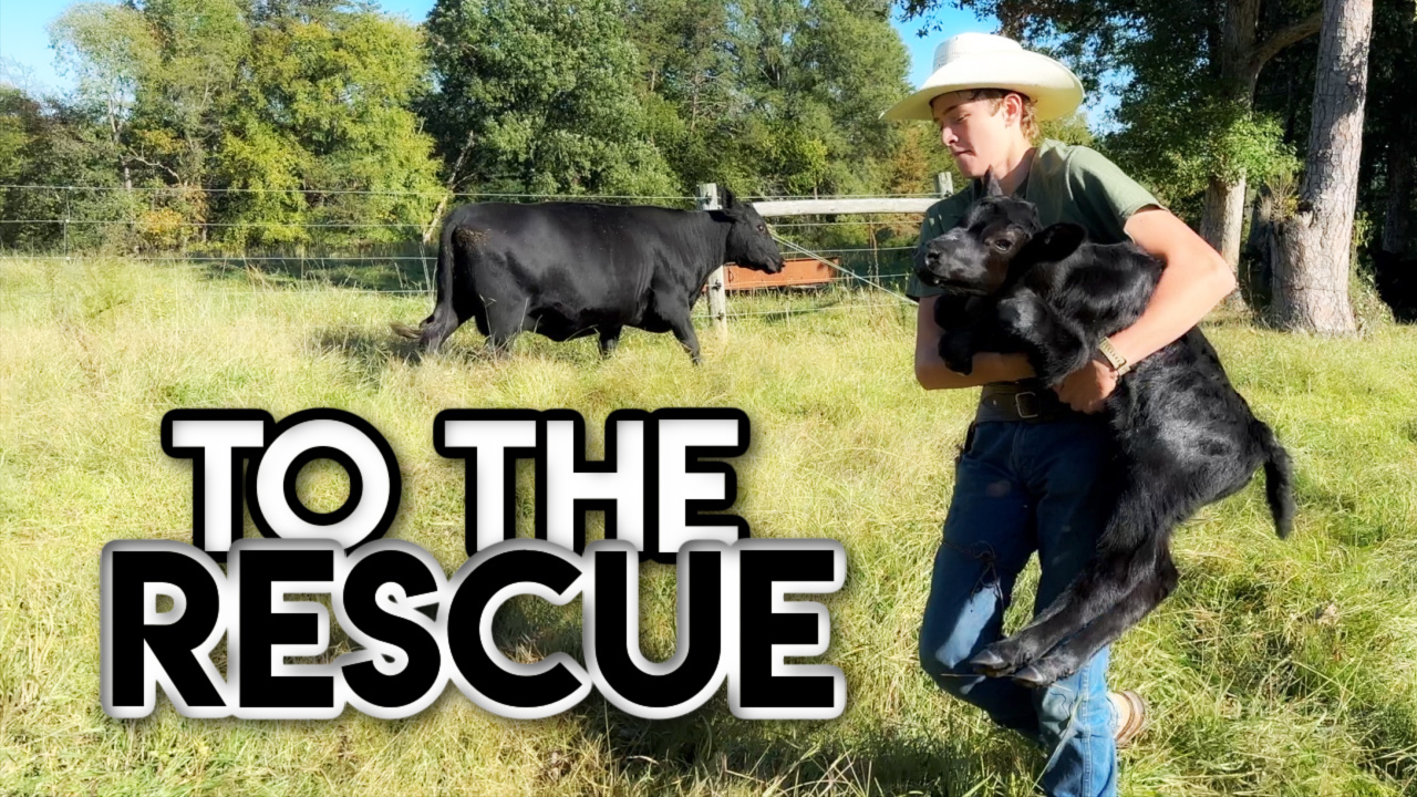 Orphaned Calf! || This Farm Wife