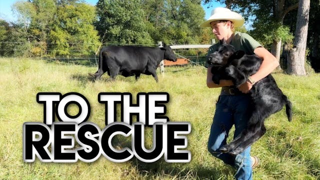 Orphaned Calf! || This Farm Wife