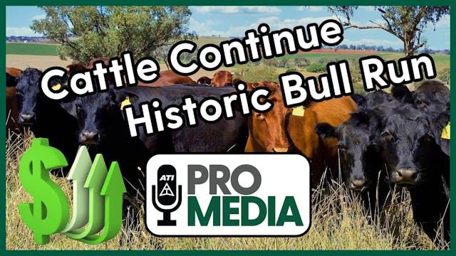 Cattle Continue Historic Bull Run | A...