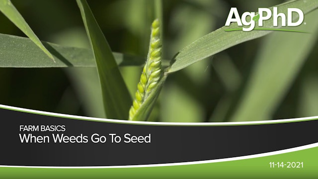 When Weeds Go To Seed | Ag PhD