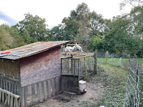 The Coop - Coop Dreams