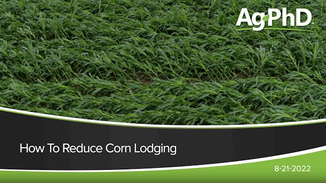 How To Reduce Corn Lodging | Ag PhD