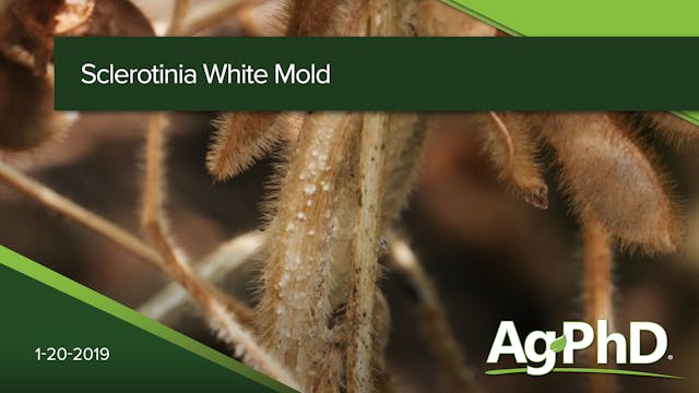 Sclerotinia White Mold | Ag PhD