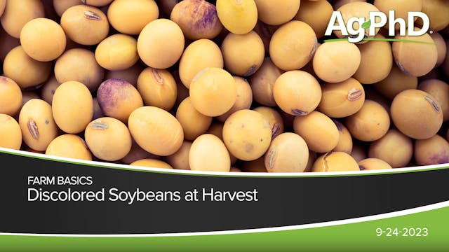 Discolored Soybeans at Harvest | Ag PhD