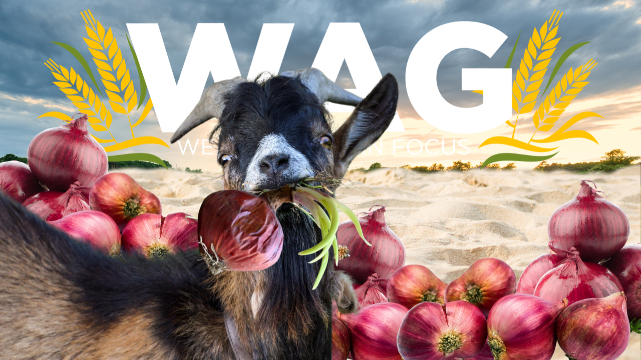 Raising Onions | WAG in Focus 03-11-25