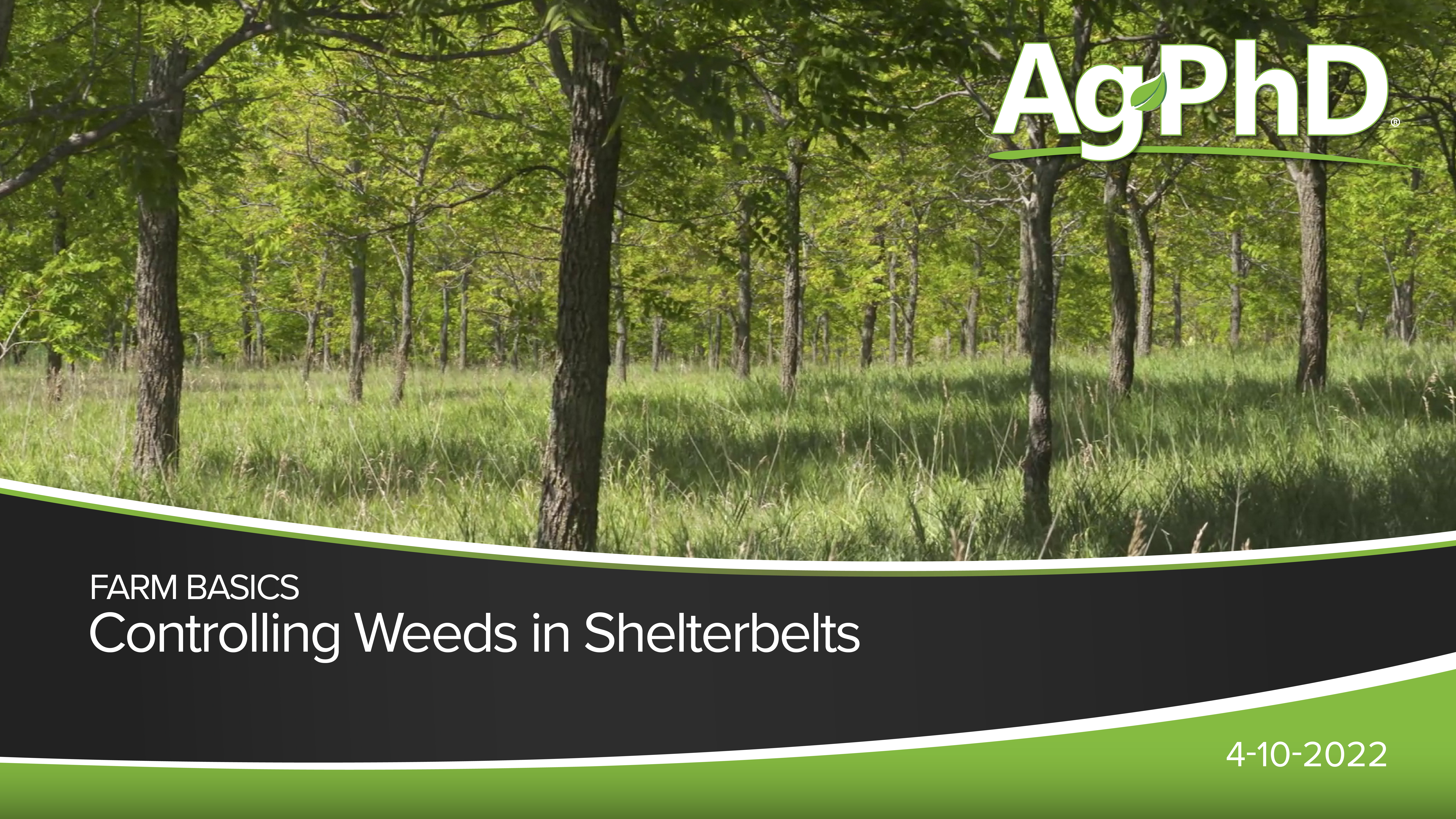 Controlling Weeds in Shelterbelts | Ag PhD