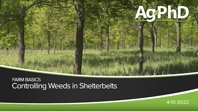 Controlling Weeds in Shelterbelts