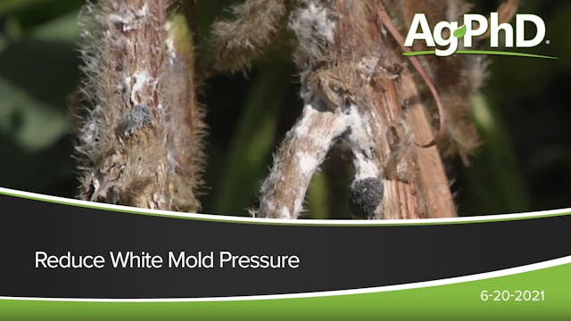 Reduce White Mold Pressure