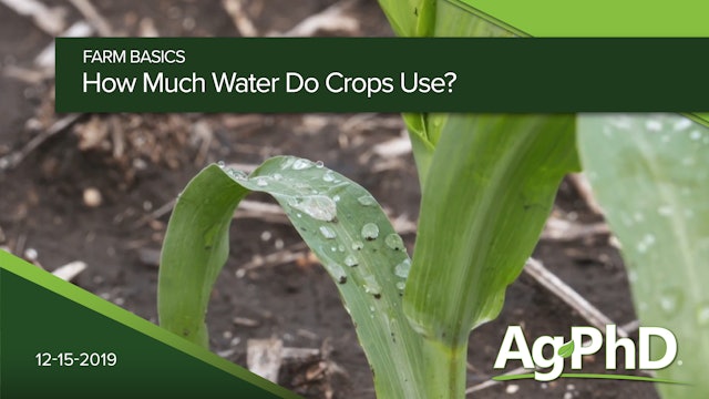 How Much Water Do Crops Use?