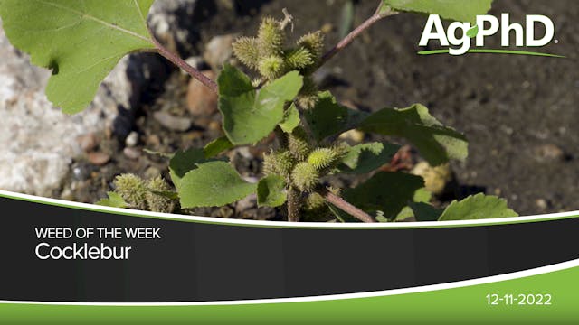 Cocklebur | Ag PhD