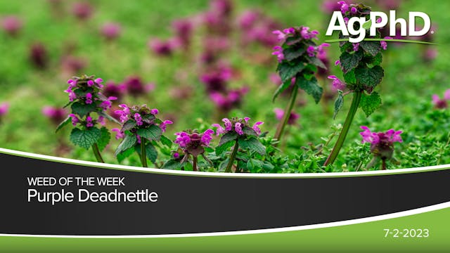 Purple Deadnettle | Ag PhD