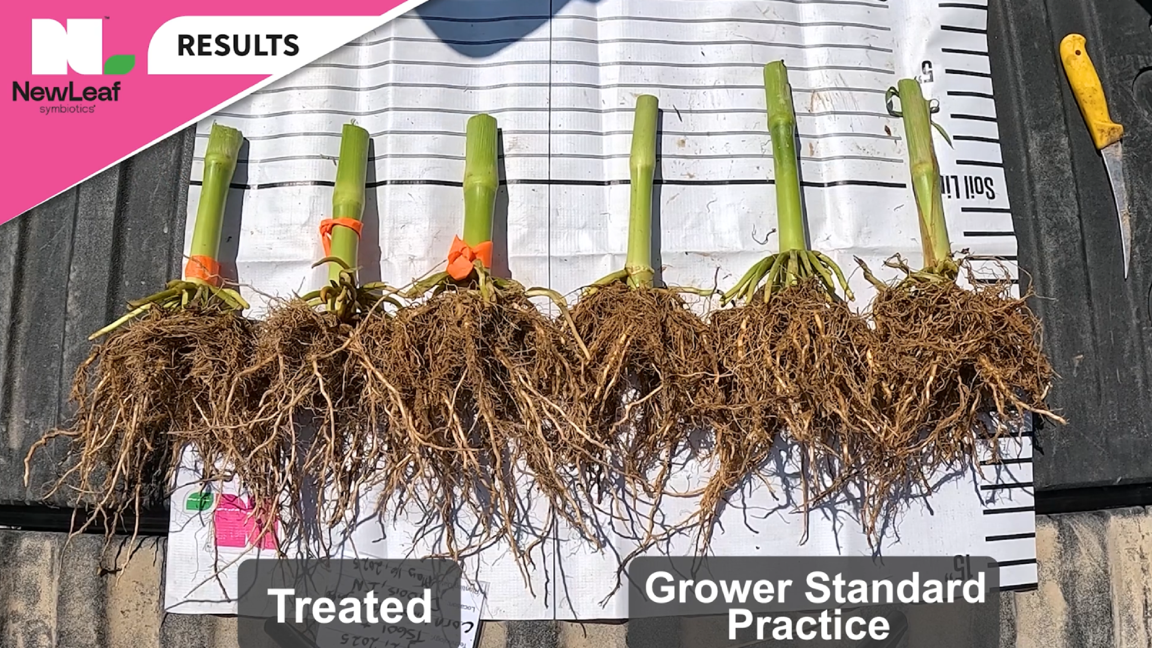 Stronger Corn Stalks and Roots | Pink Performance Tour | NewLeaf Symbiotics