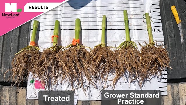 Stronger Corn Stalks and Roots | Pink...