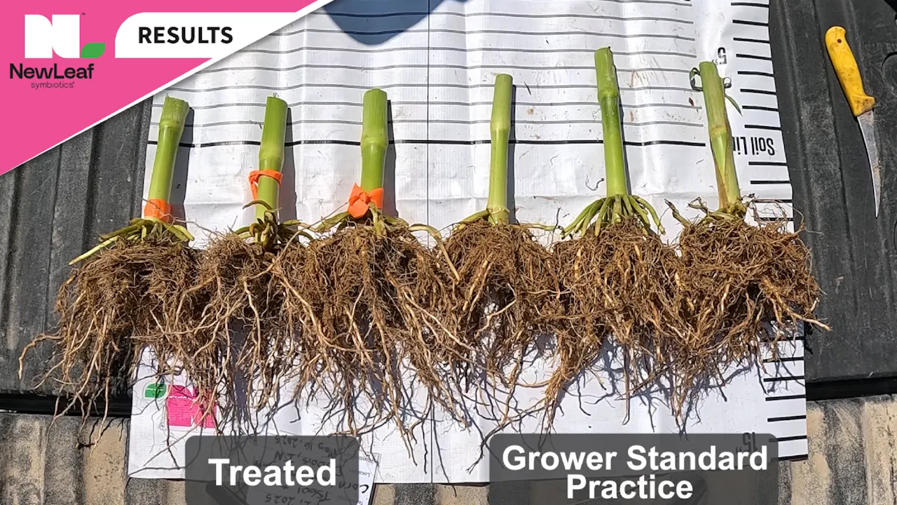 Stronger Corn Stalks and Roots | Pink Performance Tour | NewLeaf ...