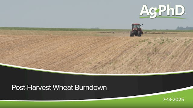 Post-Harvest Wheat Burndown | Ag PhD