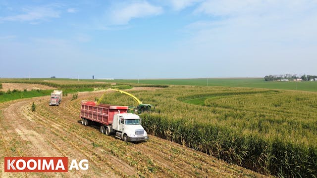 Harvesting Downed Corn with Hurricane...