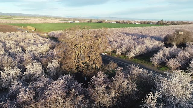 Central Valley Almond Bloom Flyover |...