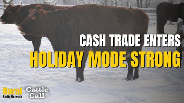 Cash Cattle Trade Enters “Holiday Mod...