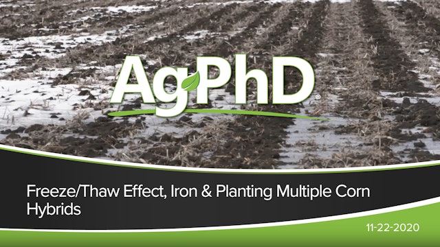 Freeze/Thaw Effect, Iron, Planting Multiple Corn Hybrids