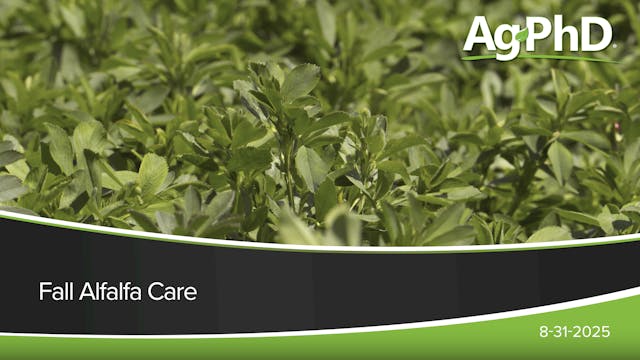 Fall Alfalfa Care | Ag PhD