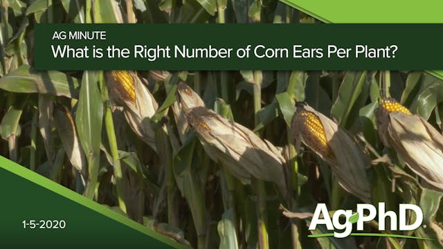 What is the Right Number of Corn Ears...
