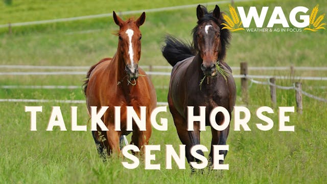 Talking Horse Sense | WAG in Focus 2/...