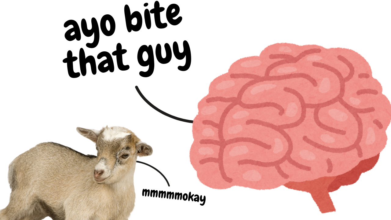 Rabies Prevention | WAG in Focus 04-02-25