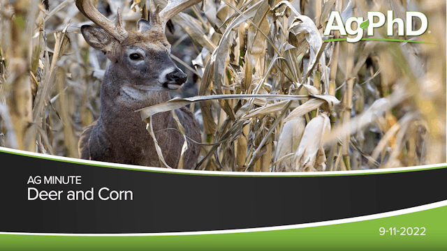 Deer & Corn | Ag PhD