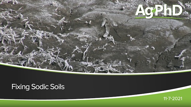 Fixing Sodic Soils | Ag PhD