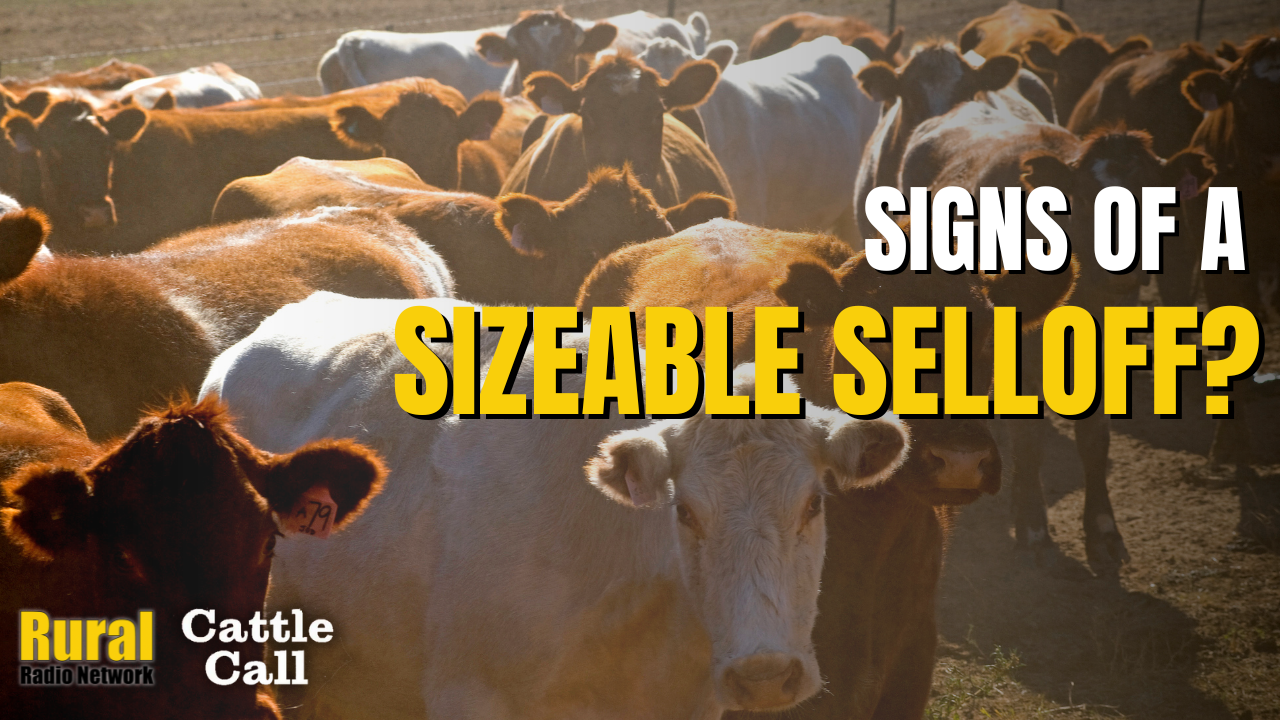 Is There Fear of a Sizeable Sell Off? | Cattle Call