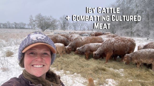 Icy Cattle + Combatting Cultured Meat...