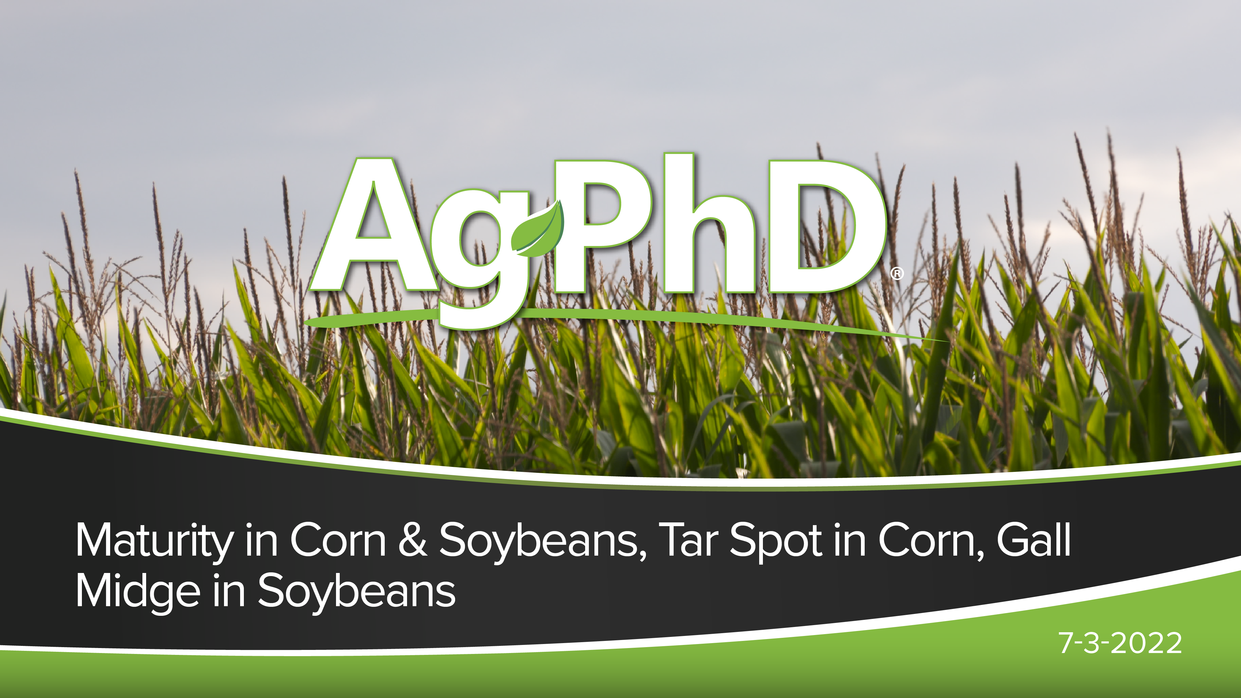 Maturity in Corn & Soybeans, Tar Spot, and Gall Midge | Ag PhD