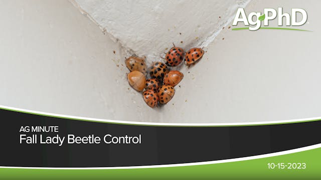 Fall Lady Beetle Control | Ag PhD