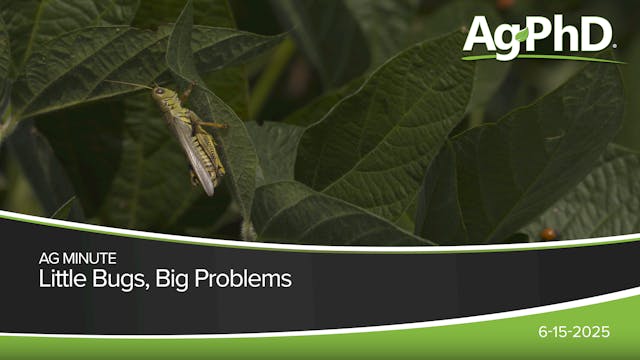 Little Bugs, Big Problems | Ag PhD