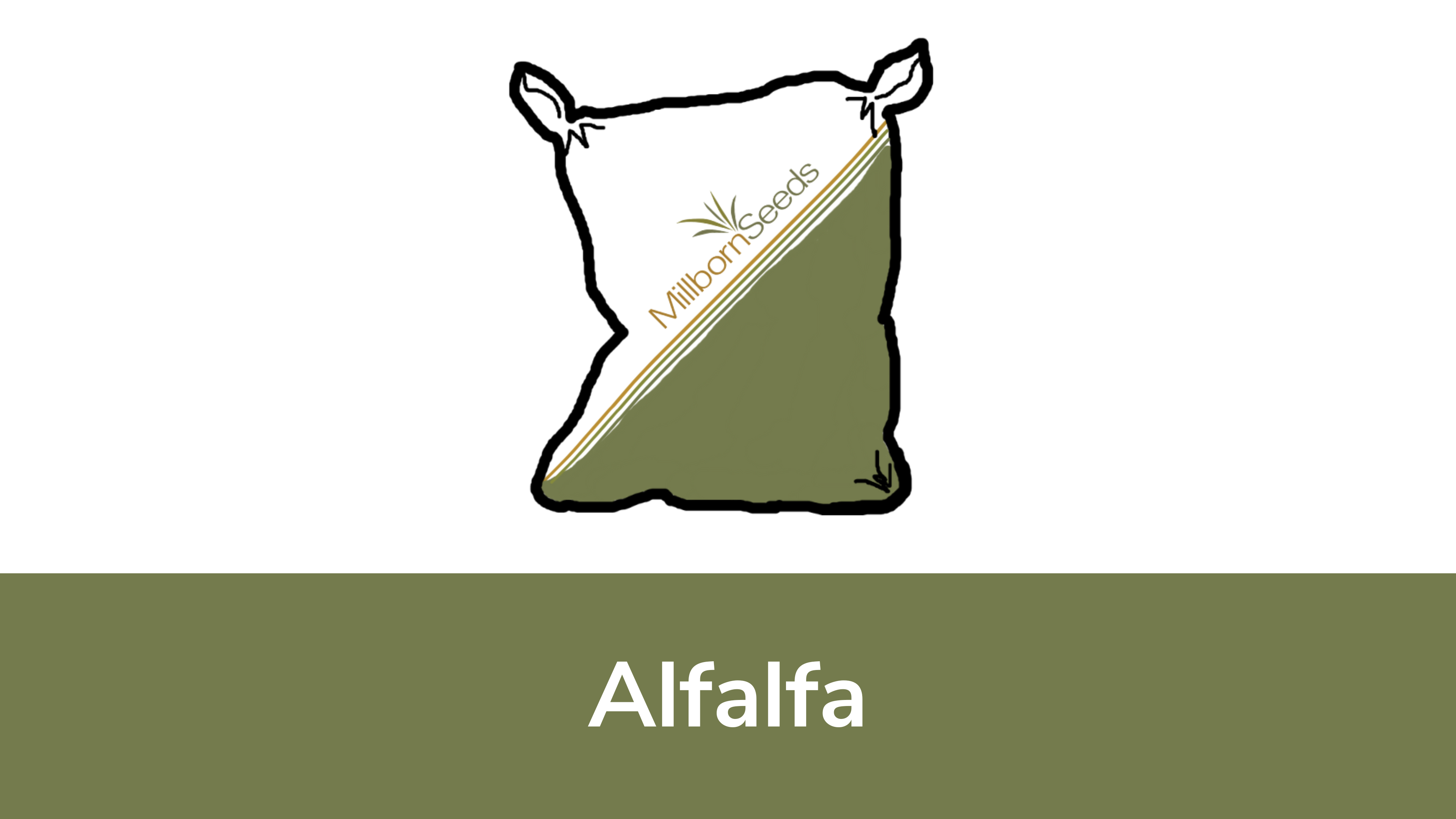 Alfalfa