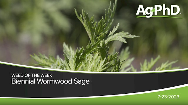 Biennial Wormwood Sage | Ag PhD