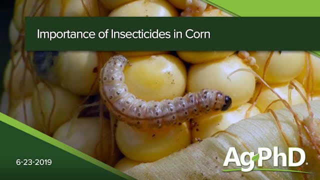 Importance of Insecticides in Corn