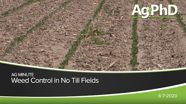 Weed Control in No Till Fields