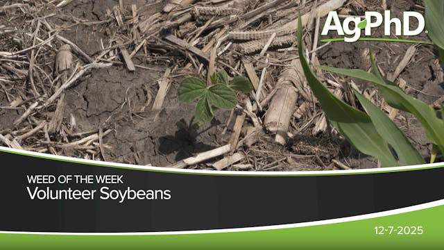 Volunteer Soybeans | Ag PhD