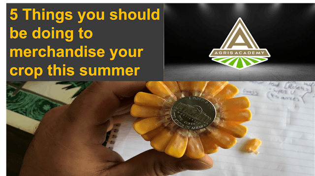 Summer Merchandising Tips | AgrisAcademy