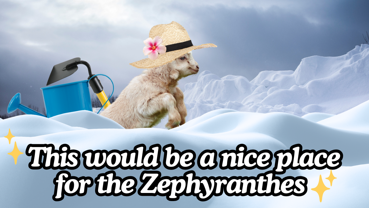 Plants, Plants, and Plants! | WAG in Focus 11-19-25