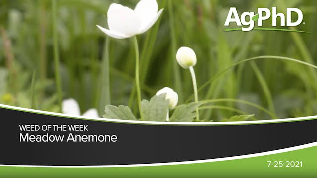 Meadow Anemone | Ag PhD