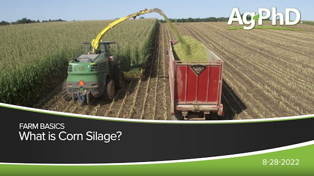 What is Corn Silage?
