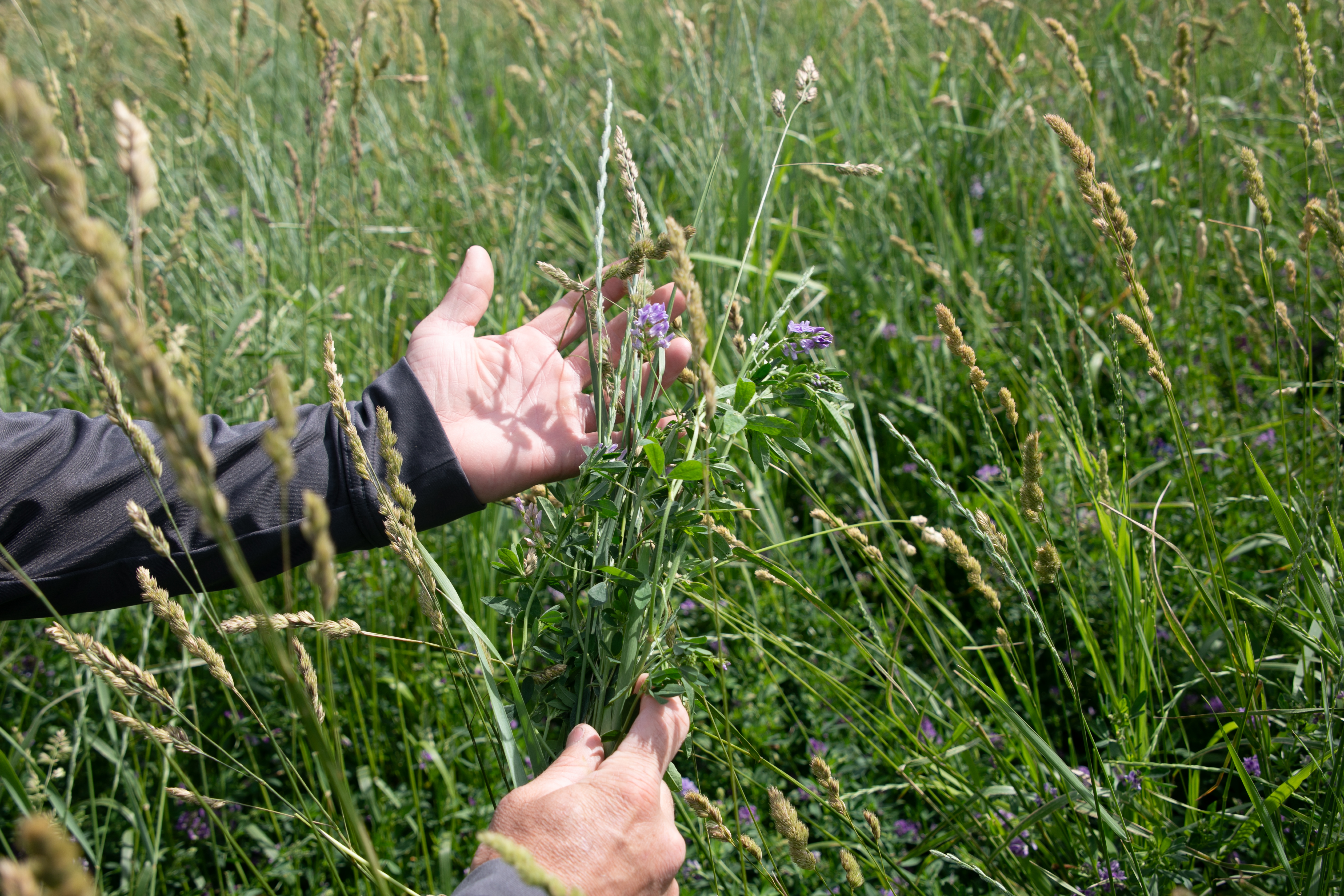 The Hamilton | Renovo Seed