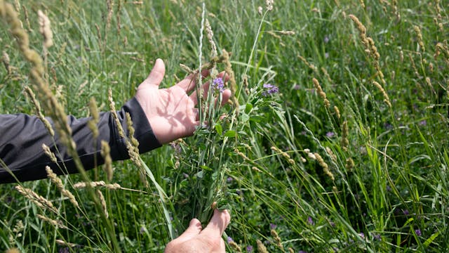 The Hamilton | Renovo Seed