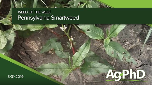 Pennsylvania Smartweed
