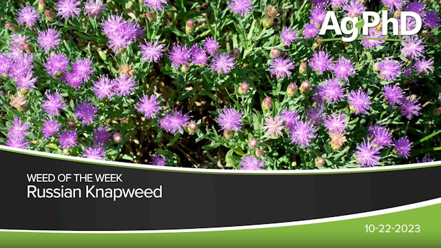 Russian Knapweed | Ag PhD